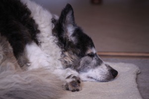 collie, border collie, border collie cross, sleeping dog, sleeping collie, day 55, 365, project 365, derbyshirelost, derbyshire lost, philip dolby photography,