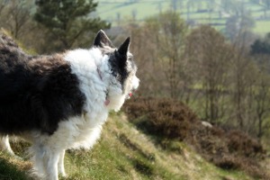 collie, border collie, collie cross, border collie cross, curly collie, scruffy collie, day 123, 365, project 365, photo a day, derbyshire lost, derbyshirelost, philip dolby photography,